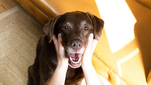 Best way to groom a best sale dog